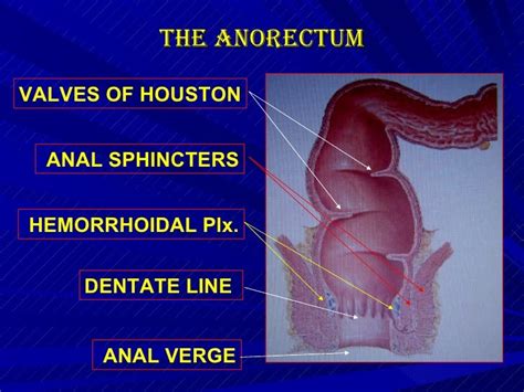 houston anal|'houston anal' Search .